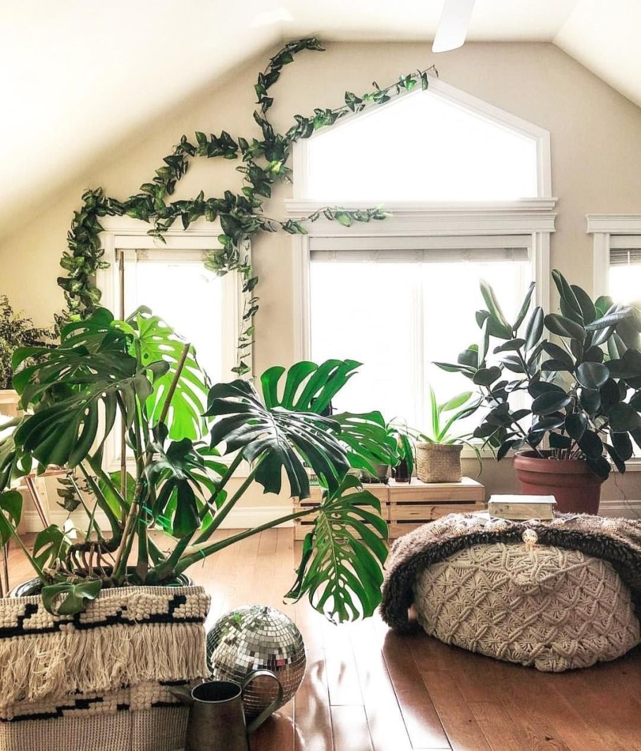 Лиана Грин вертикальное Озеленение