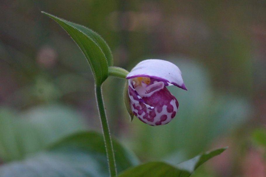 Венерин башмачок фото