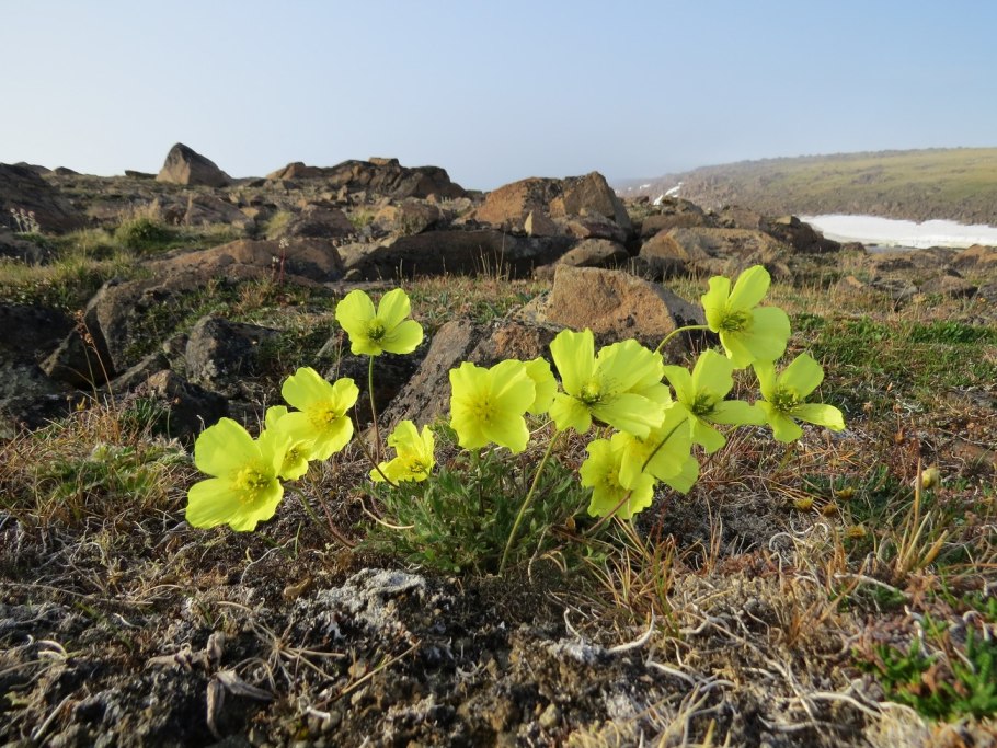 Копеечник зундукский Байкал