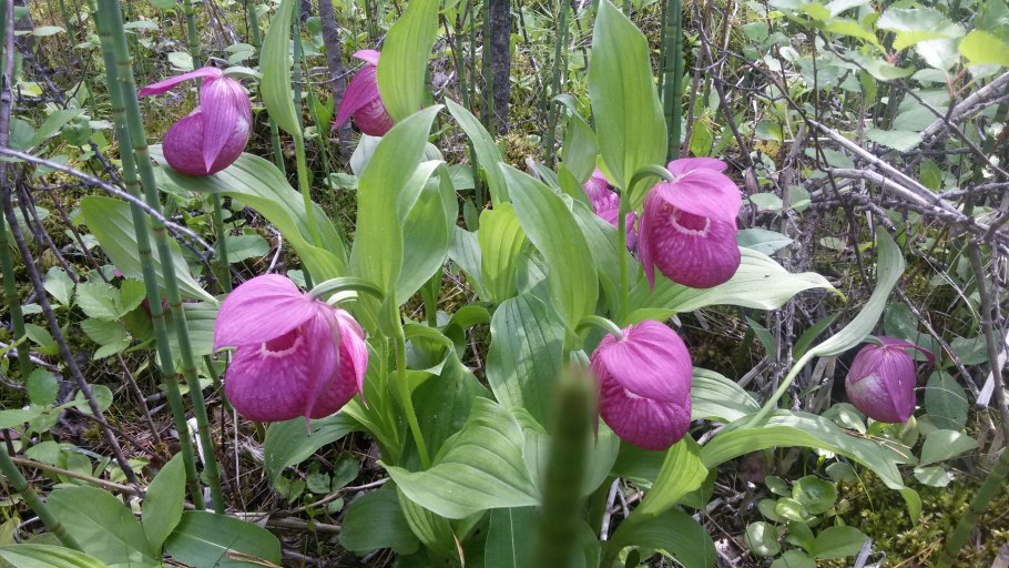 Редкие растения Красноярского края