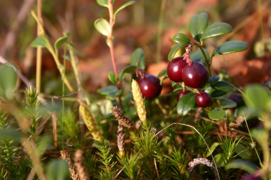 Растения тайги брусника