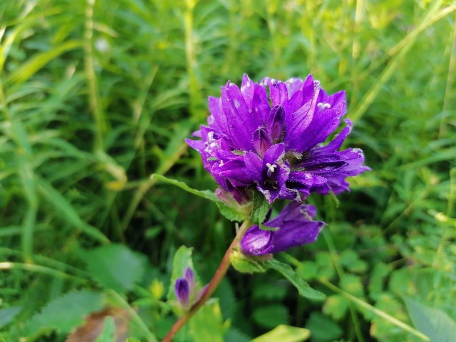 Травянистые растения Красноярского края