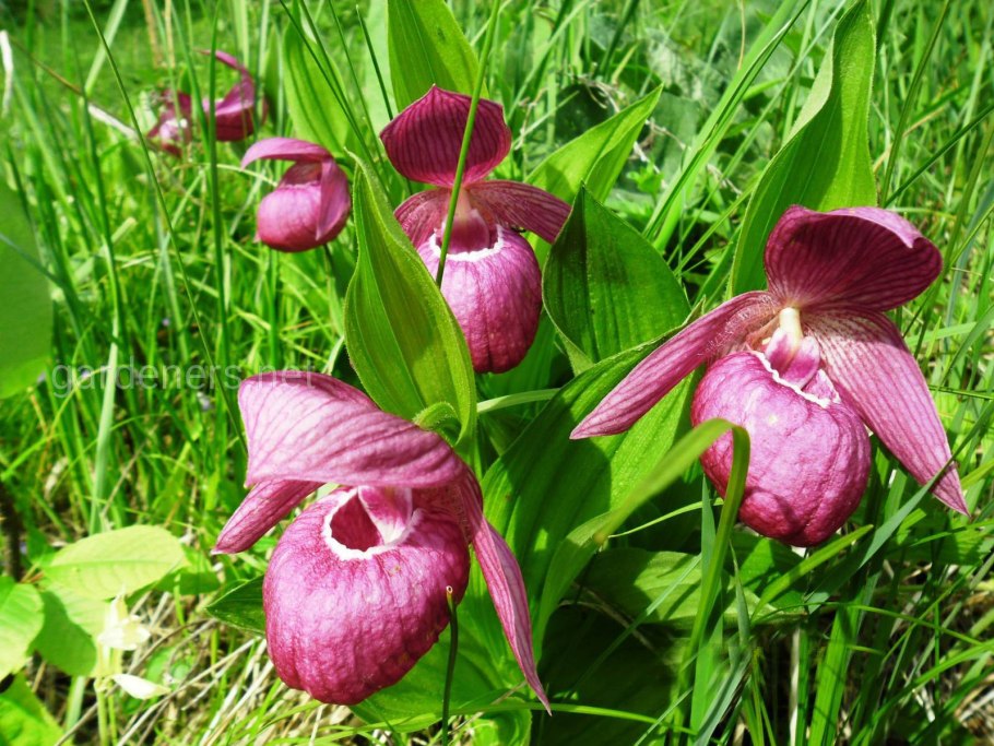 Венерин башмачок - Cypripedium