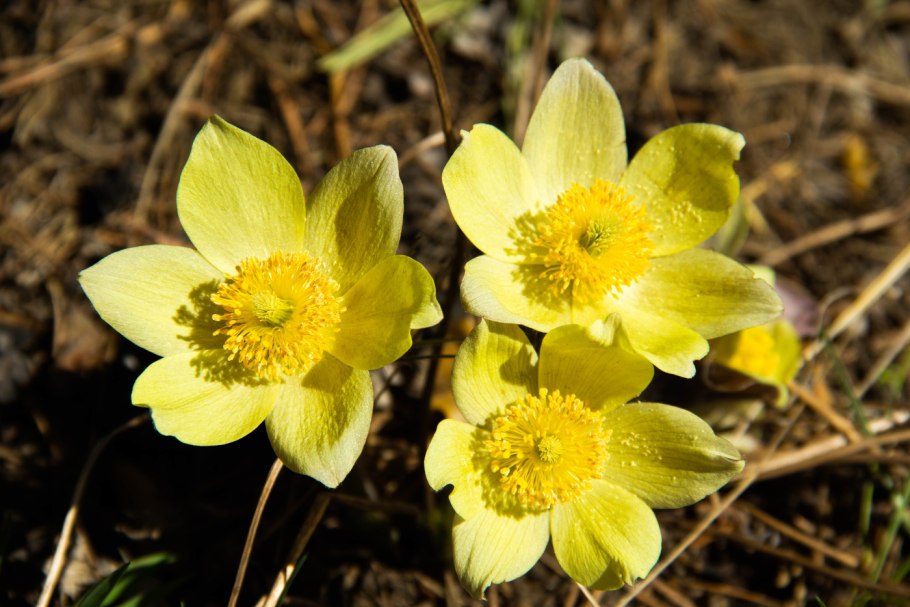 Прострел албанский