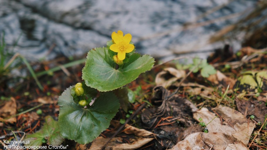Первоцветы в заповеднике столбы