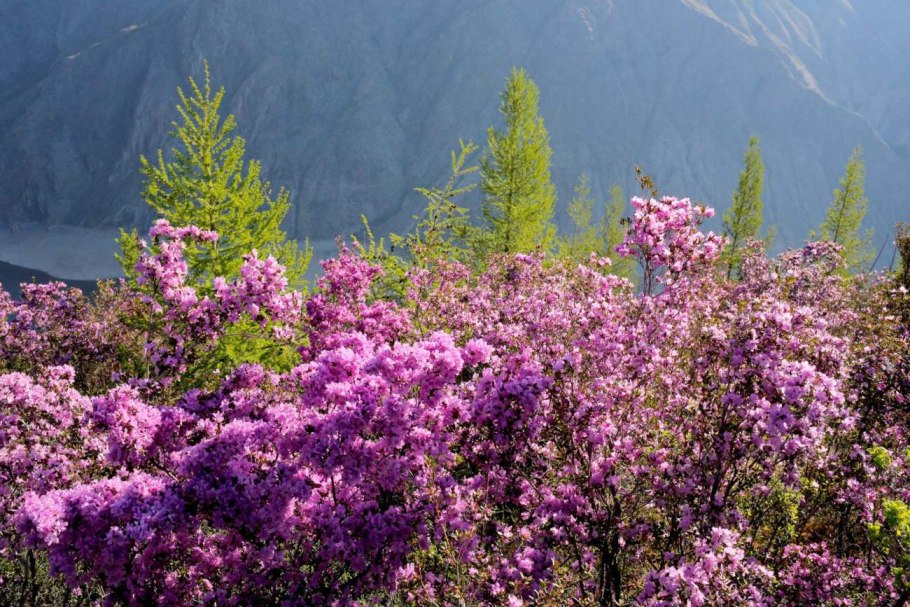 Рододендрон Ледебура
