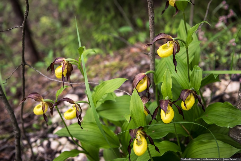 Венерин башмачок Окский заповедник