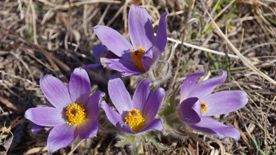 Прострел Турчанинова (фиолетовый)