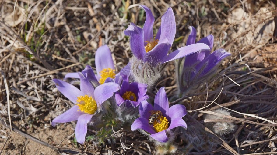 Шушенский Бор растения