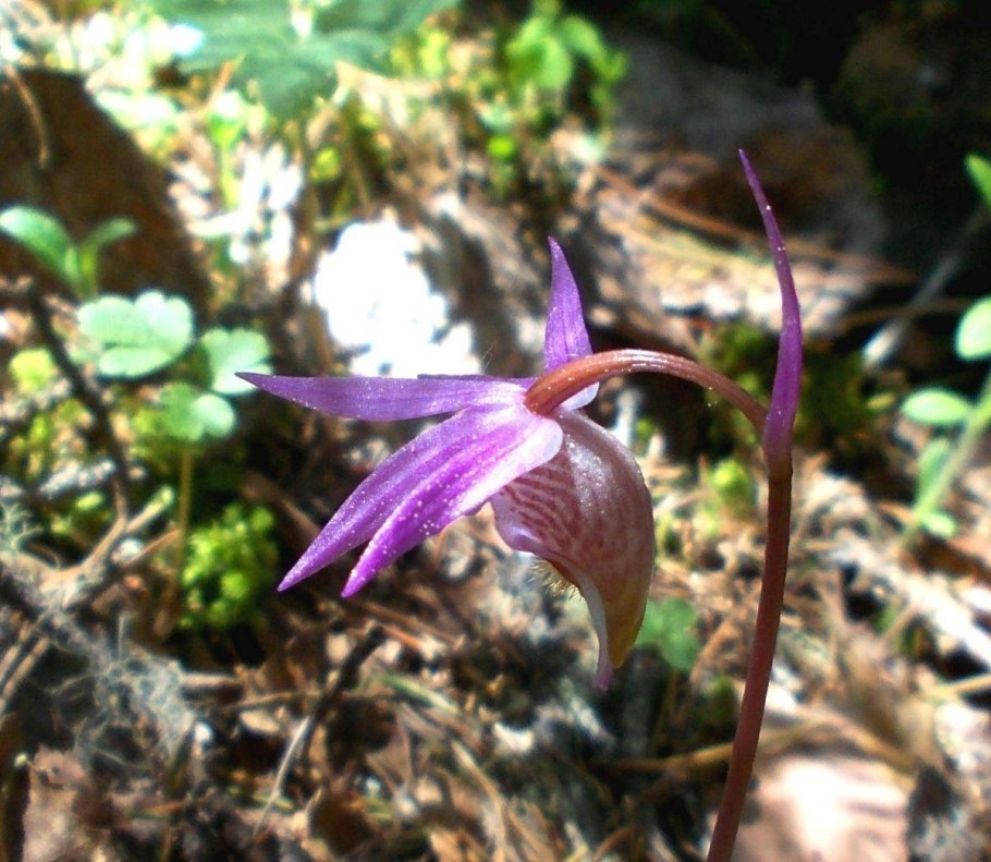 Калипсо луковичная Карелия
