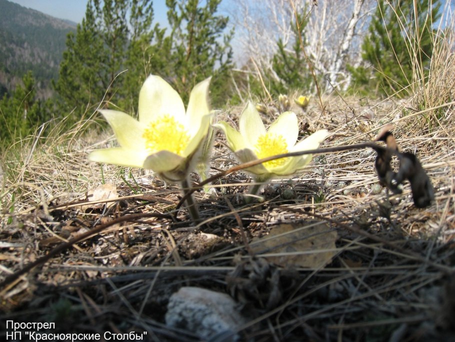 Первоцветы в заповеднике столбы