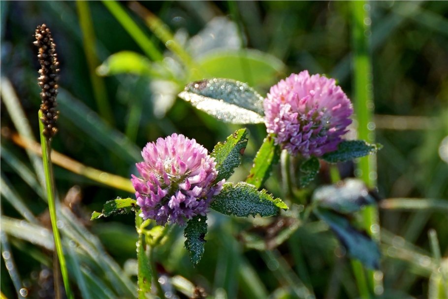 Клевер люцерна