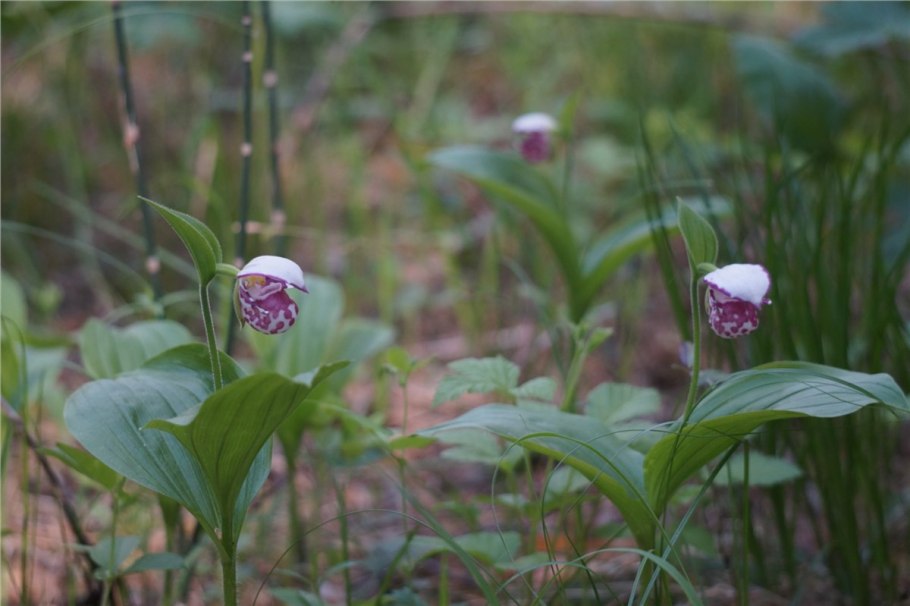 Башмачок крапчатый Сибирь