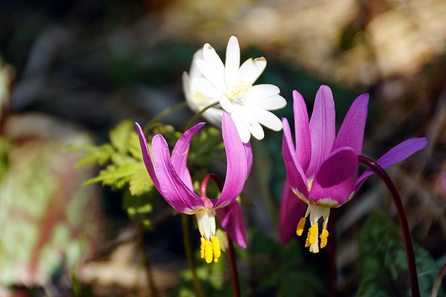 Лилия Кандык