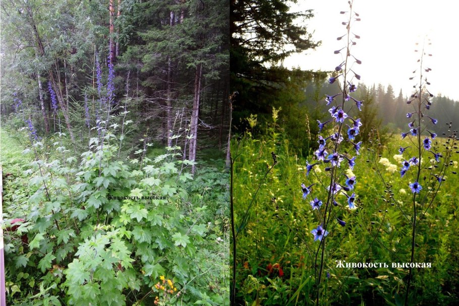 Травы Красноярского края