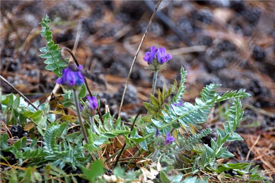 Шушенский Бор растения