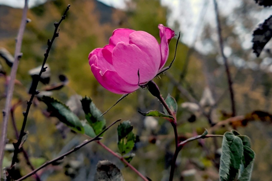 Саяно-Шушенский заповедник Мак Куваева
