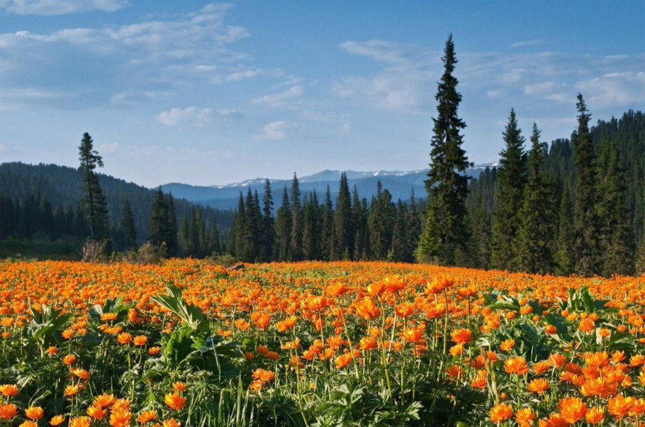 Ергаки Красноярский цветущие Луга