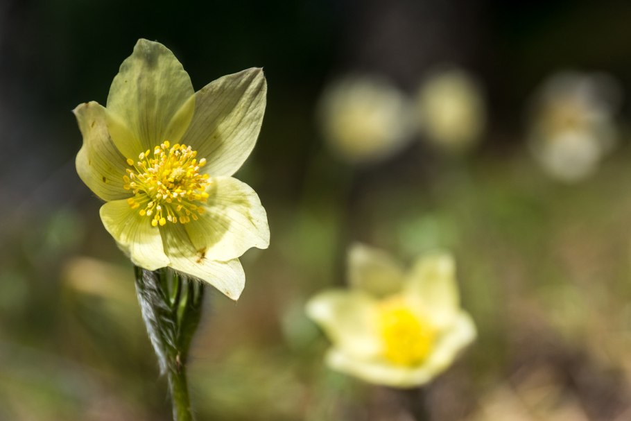 Красноярские столбы растения