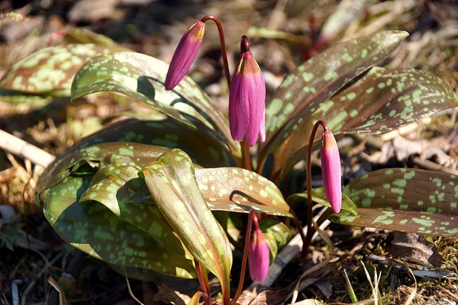 Кандык Сибирский