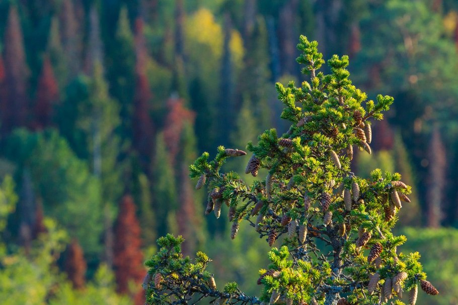 Растения заповедника столбы Красноярск