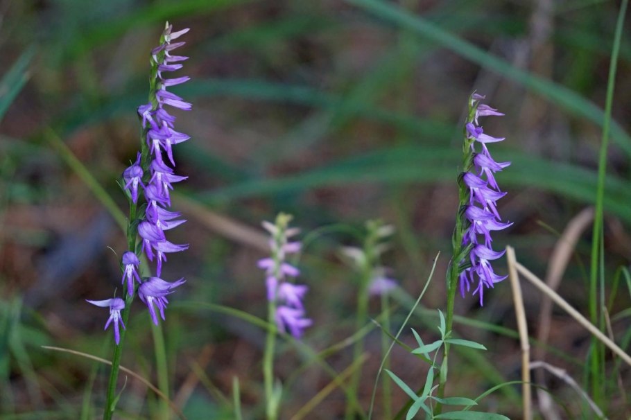 Растения Шушенского Бора