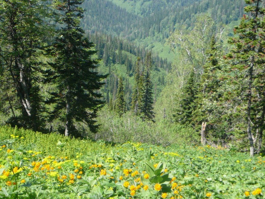 Кузнецкий Алатау заповедник растения