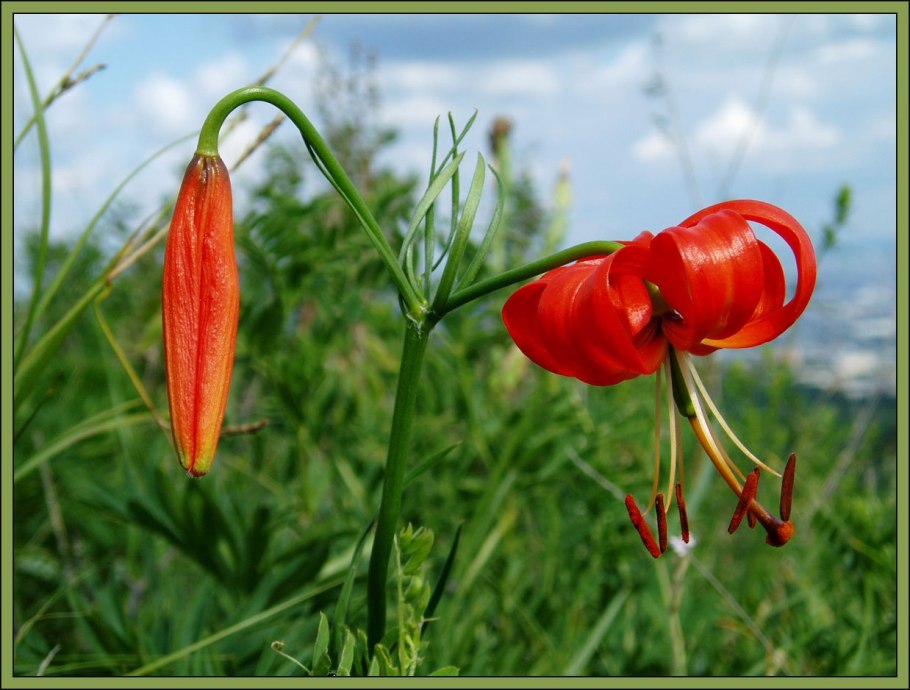 Лилия саранка Сибирская