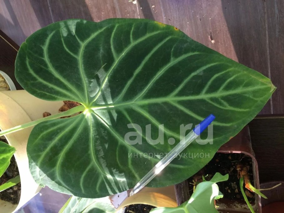 Антуриум величественный Anthurium Magnificum