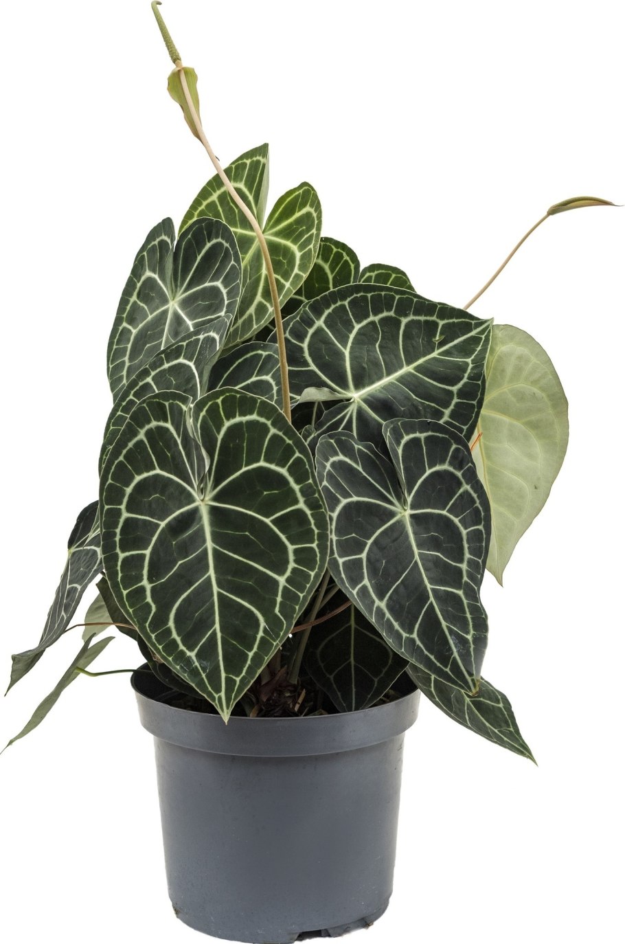 Антуриум Кларинервиум