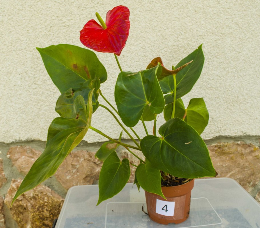 Anthurium crystallinum