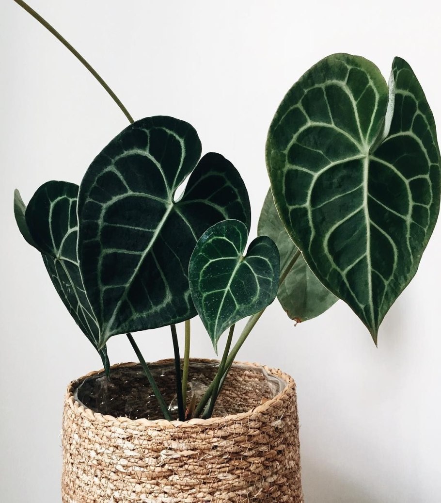 Anthurium clarinervium/Антуриум Кларинервиум