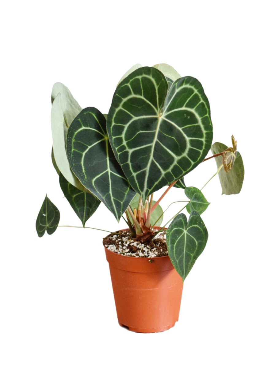 Антуриум мраморный