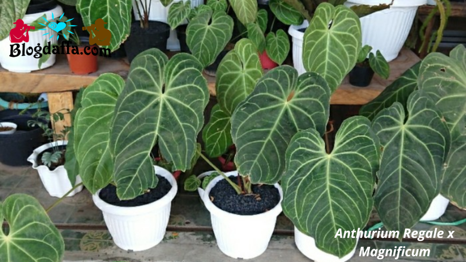 Антуриум Хрустальный