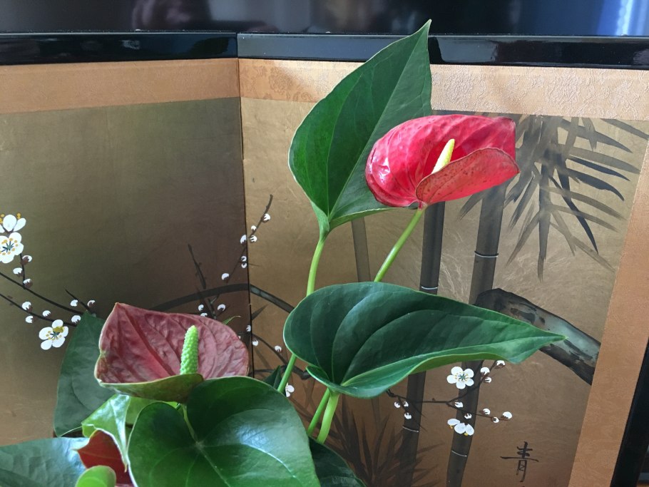 Anthurium Magnificum