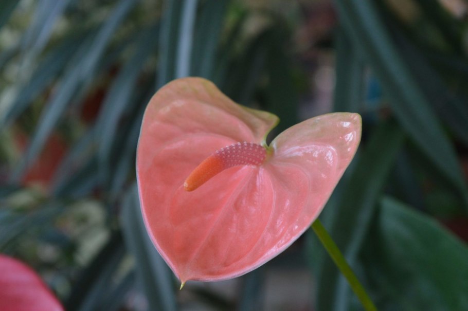 Антуриум Андре Дакота