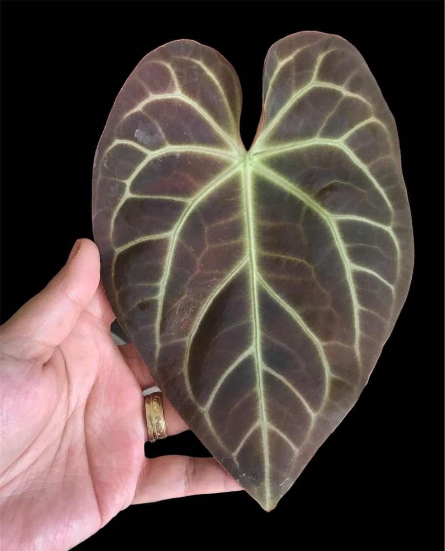 Антуриум crystallinum