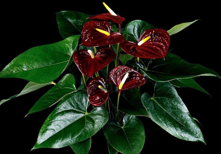 Anthurium crystallinum