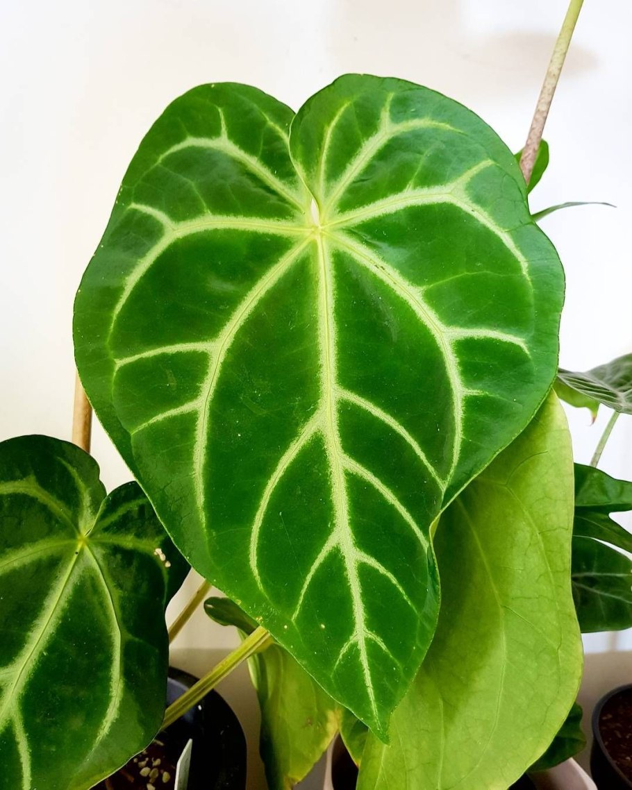 Антуриум Магнификум