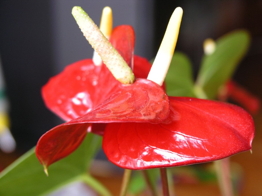 Антуриум Кларинервиум Хрустальный