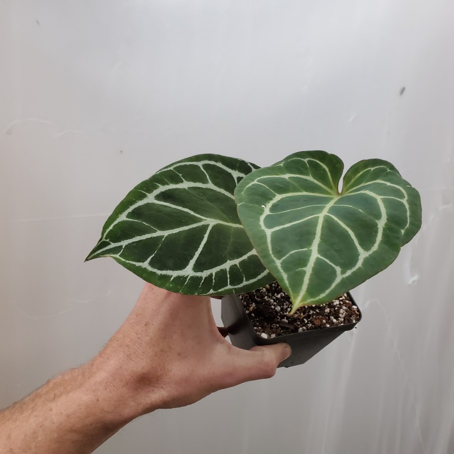 Антуриум фото