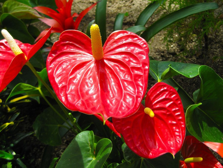 Антуриум тропик найт