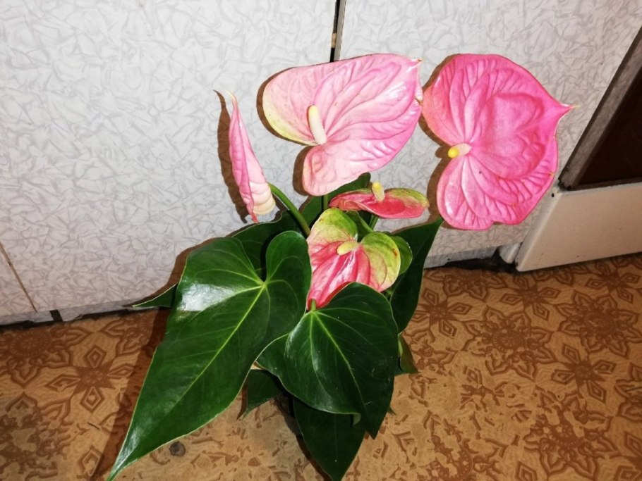 Антуриум Exota