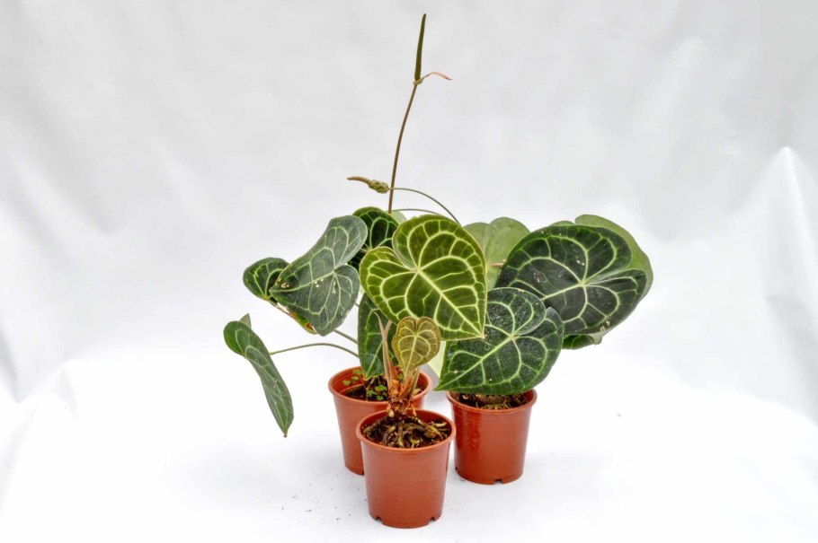 Антуриум декоративнолистный