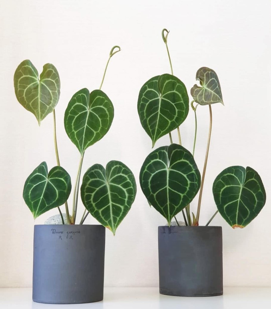 Антуриум Андре Колорадо