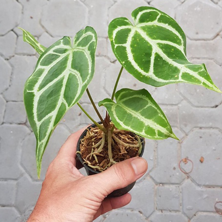 Семейство Ароидные