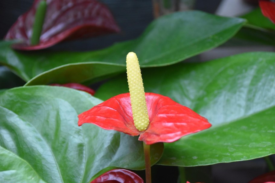 Тропический Антуриум