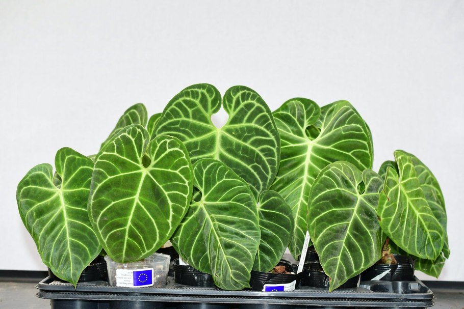 Антуриум Хрустальный Магнификум