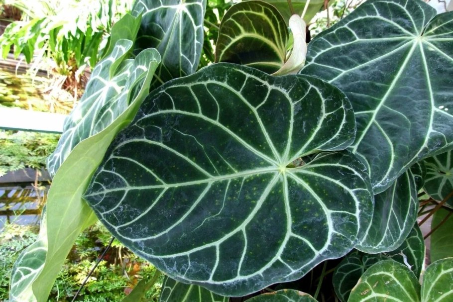 Антуриум великолепный