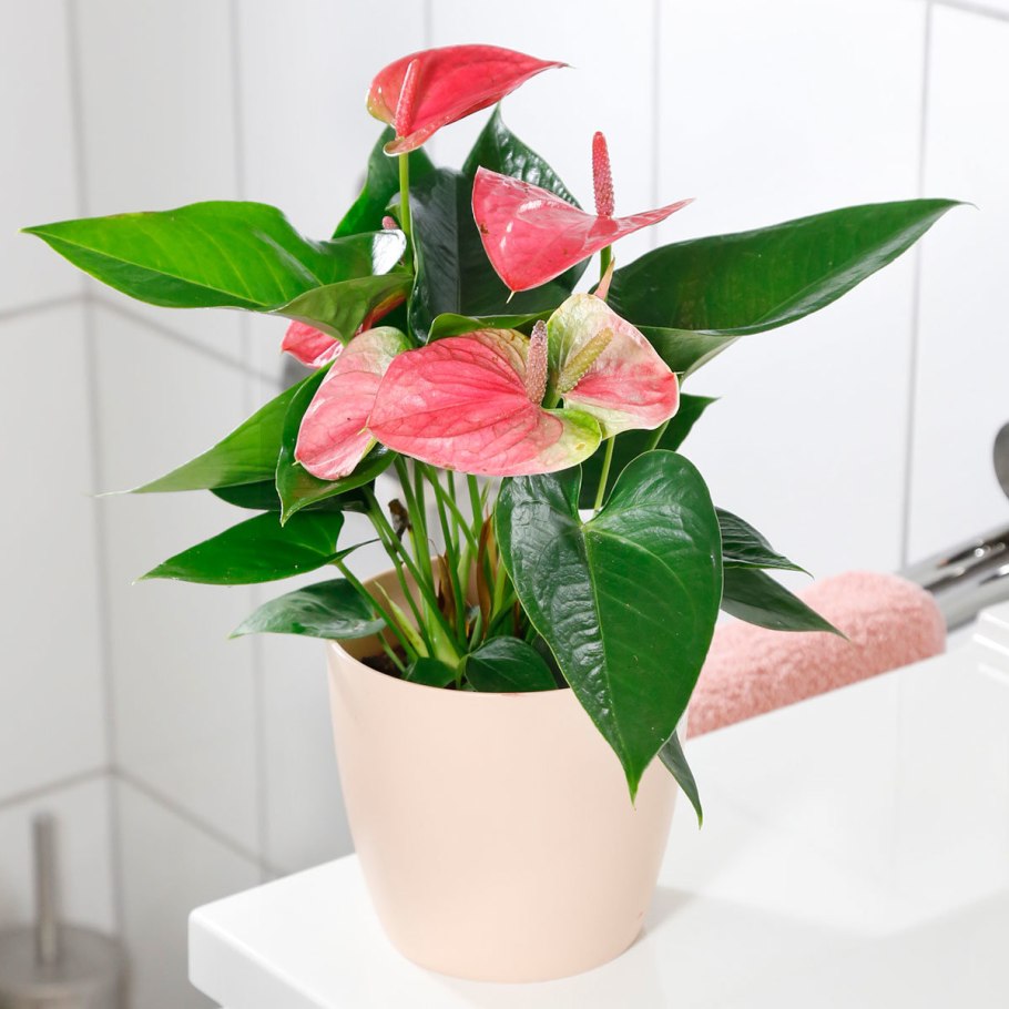 Anthurium crystallinum
